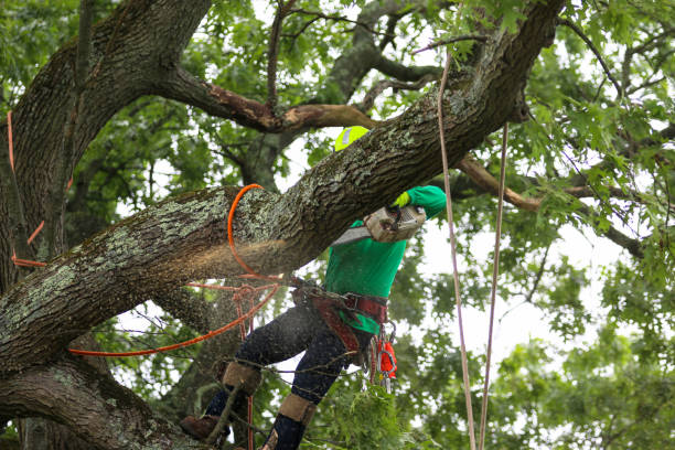 Rich Hill, MO Tree Services Company